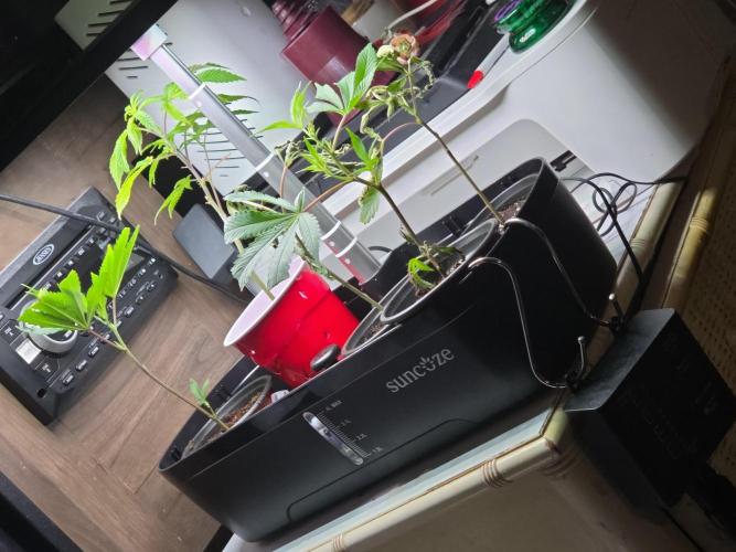 My trial and error lol. Week 2 - The red solo cup is the older clone I got from seedsman the other 3 no good