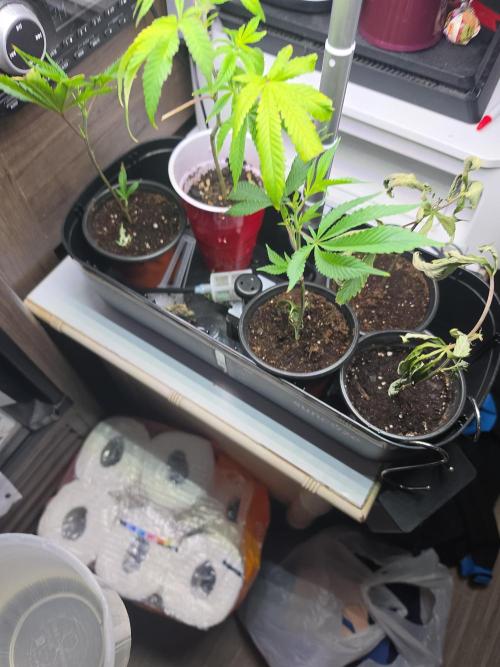My trial and error lol. Week 2