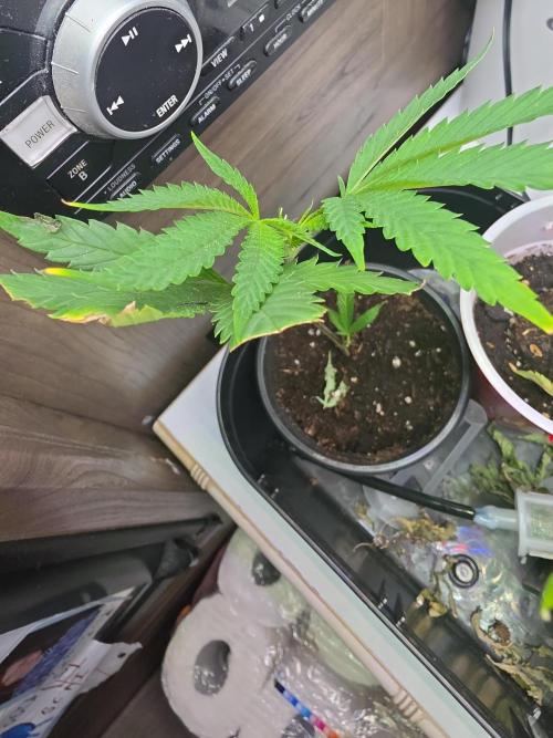 My trial and error lol. Week 2