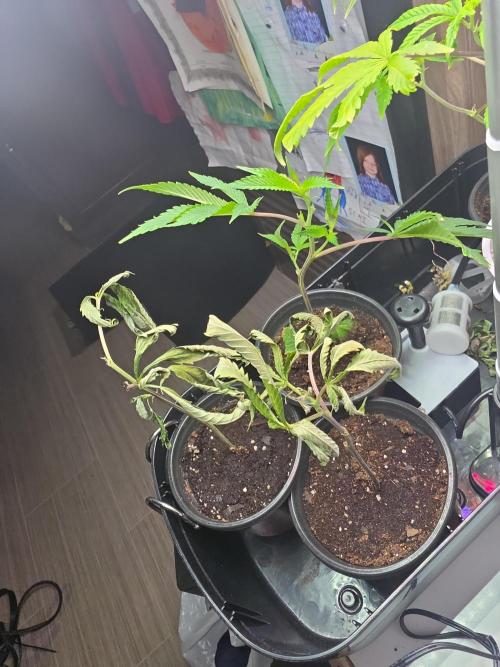 My trial and error lol. Week 2 - Got yesterday these 2 no good