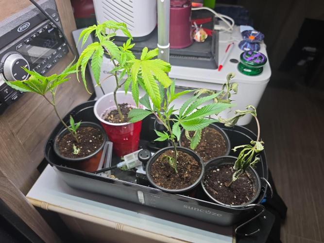 My trial and error lol. Week 2