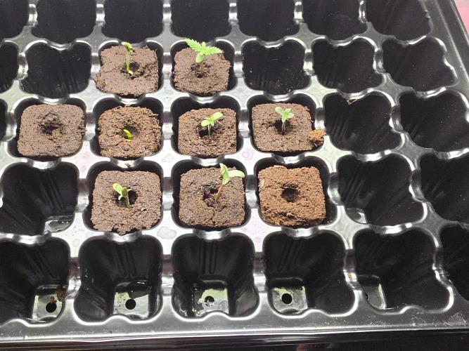 My trial and error lol. Week 2