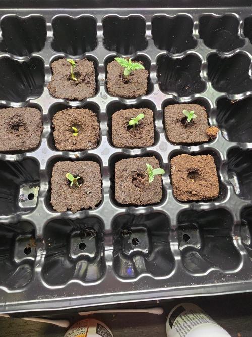 My trial and error lol. Week 2
