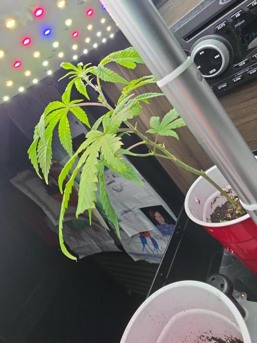 My trial and error lol. Week 2