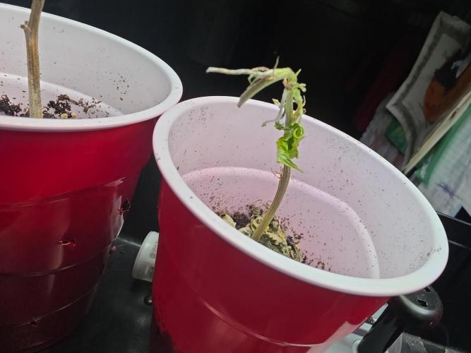 My trial and error lol. Week 2