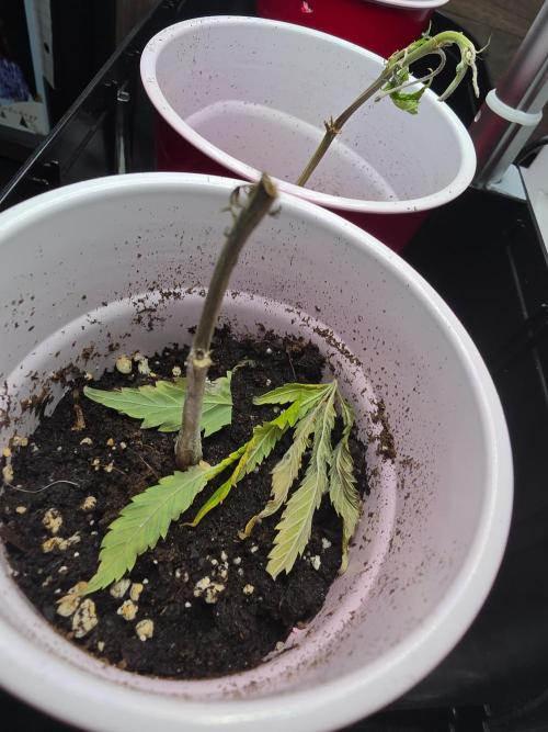 My trial and error lol. Week 2