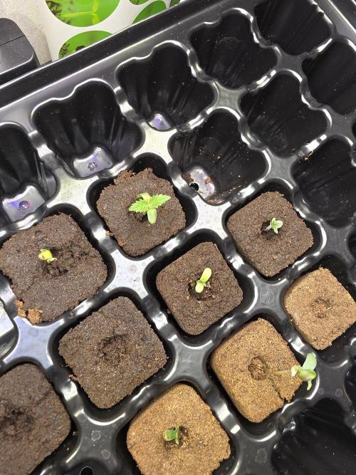 My trial and error lol. Week 2