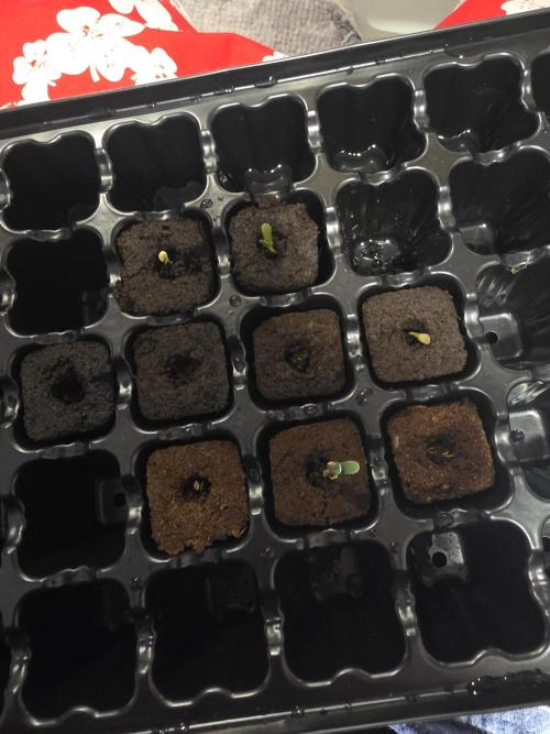 My trial and error lol. Week 2