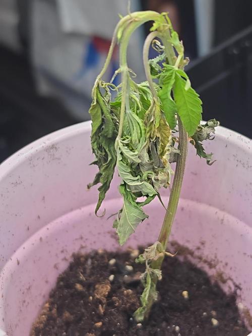 My trial and error lol. Week 2