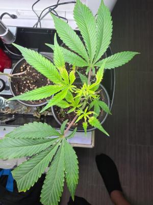 Comment by Trippykidz954 photo #1