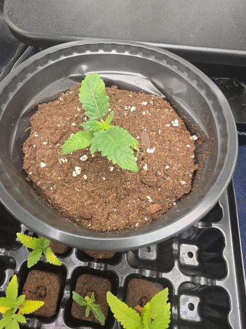 My trial and error lol. Week 3