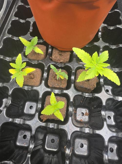 My trial and error lol. Week 3