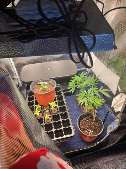 My trial and error lol. Week 3