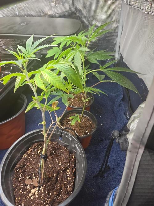 My trial and error lol. Week 3