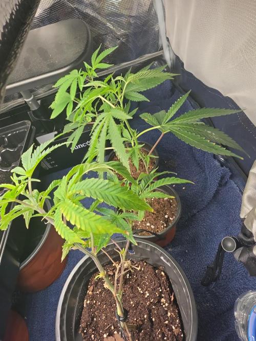 My trial and error lol. Week 3