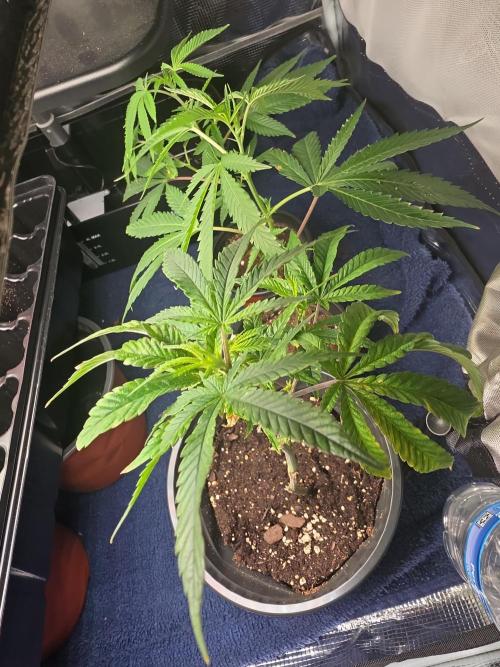 My trial and error lol. Week 3