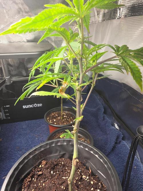 My trial and error lol. Week 3