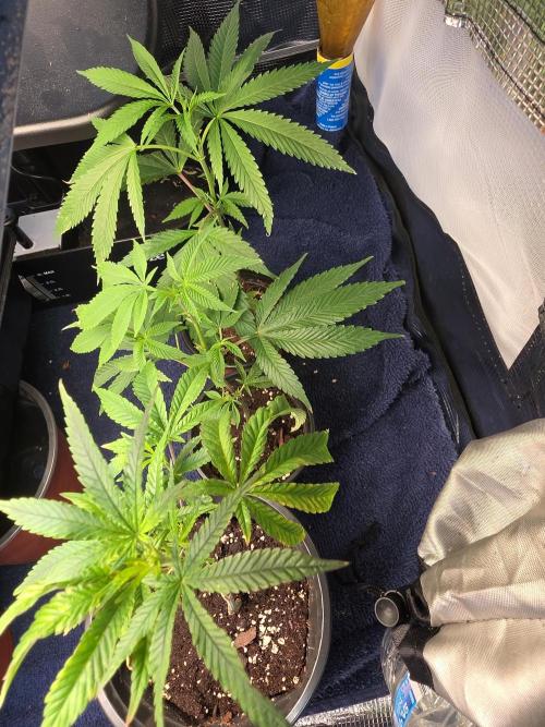 My trial and error lol. Week 3