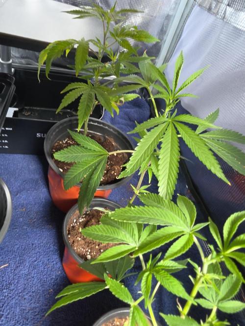 My trial and error lol. Week 3