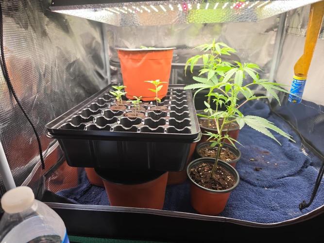 My trial and error lol. Week 3