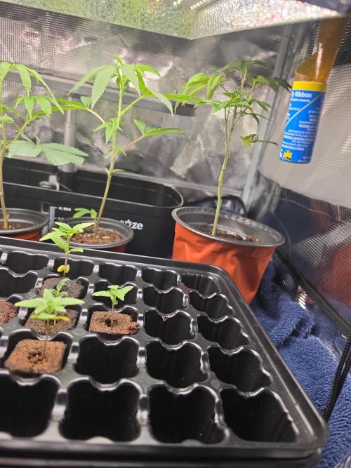 My trial and error lol. Week 3