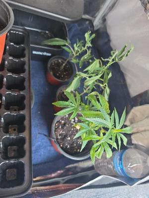 Comment by Trippykidz954 photo #2