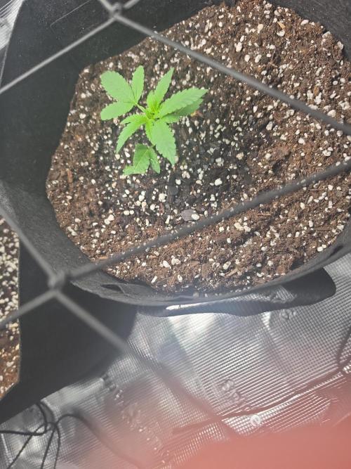 Contest I guess. Week 5