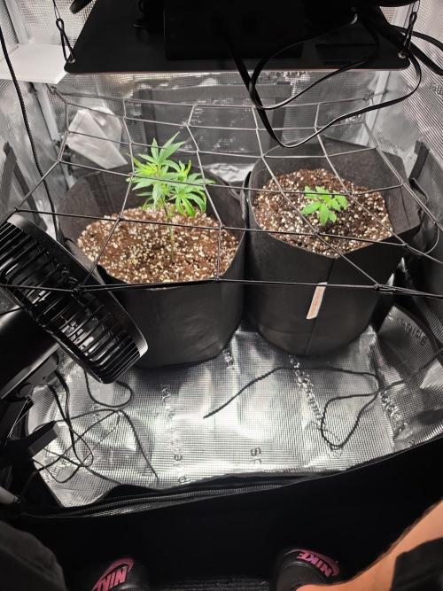 Contest I guess. Week 5