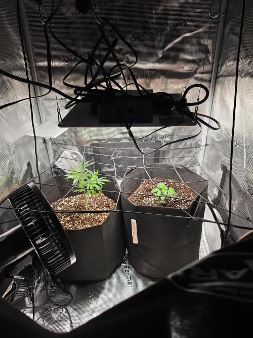Contest I guess. Week 5