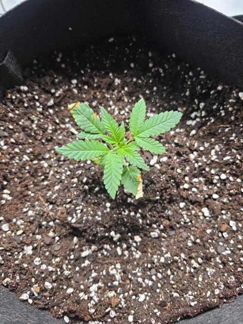 Contest I guess. Week 5