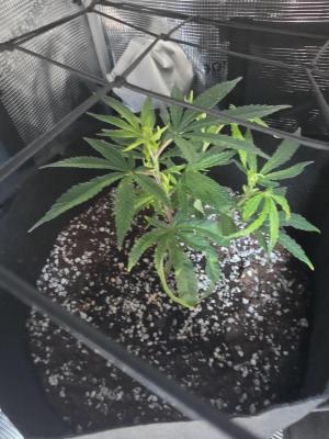 Comment by Trippykidz954 photo #2
