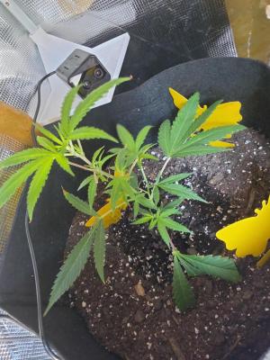 Comment by Trippykidz954 photo #3