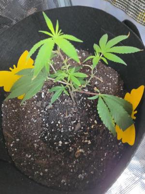 Comment by Trippykidz954 photo #4