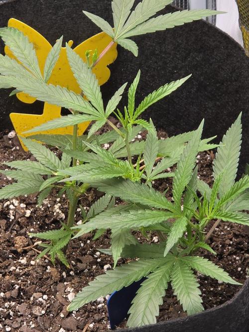 My trial and error lol. Week 4 - Many trial ans errors but reconnecting and fixing 
