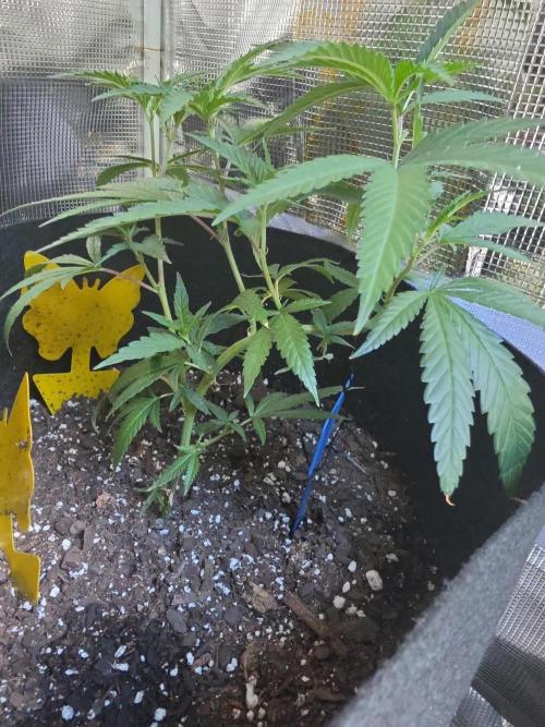 Trial and error with a bit more detail. Week 5 - This is one of the clones I got from seedsman 