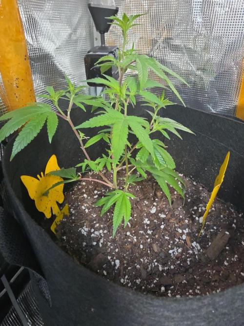 Trial and error with a bit more detail. Week 5 - Another clone from seedsman
