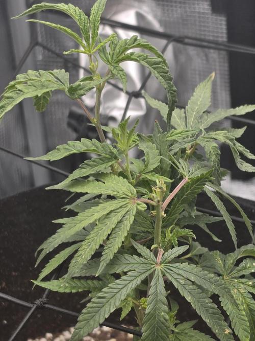 Trial and error with a bit more detail. Week 5 - Another clone from seedsman