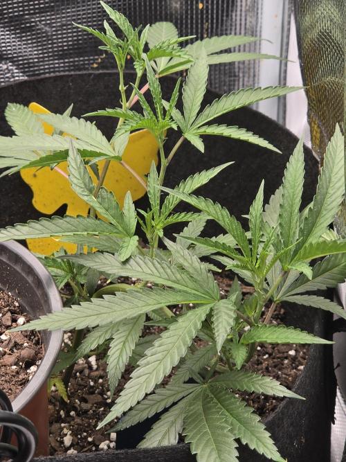 Trial and error with a bit more detail. Week 5