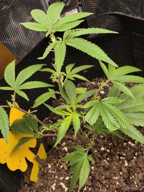 Trial and error with a bit more detail. Week 5