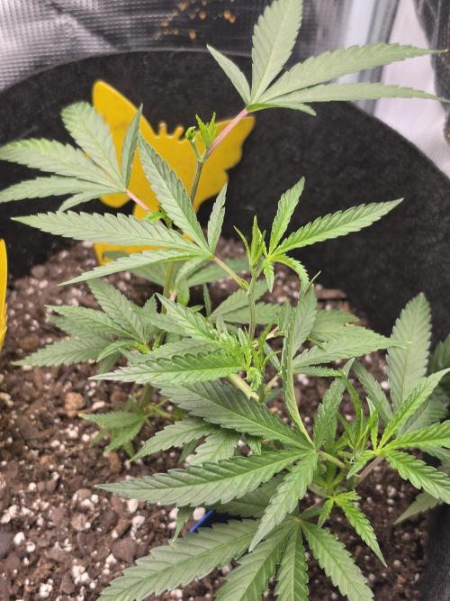Trial and error with a bit more detail. Week 5