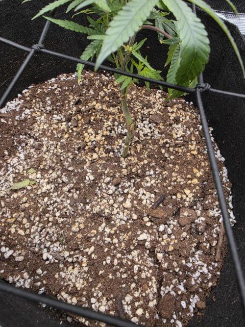 Trial and error with a bit more detail. Week 5