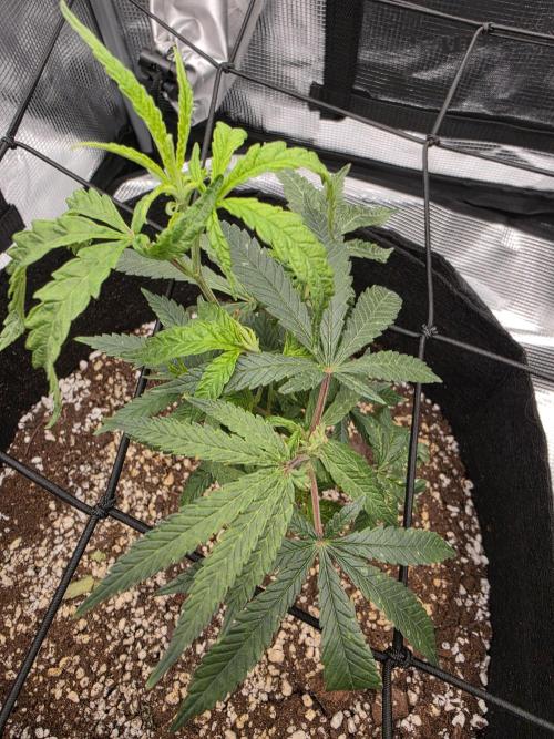 Trial and error with a bit more detail. Week 5