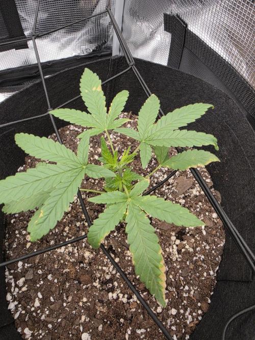 Trial and error with a bit more detail. Week 5 - This is an auto from auto 24 or 42 on the pack 