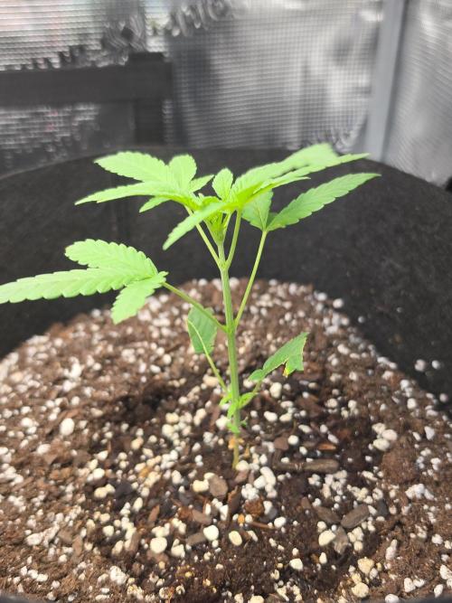 Trial and error with a bit more detail. Week 5