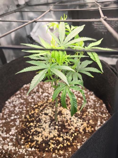 Trial and error with a bit more detail. Week 5