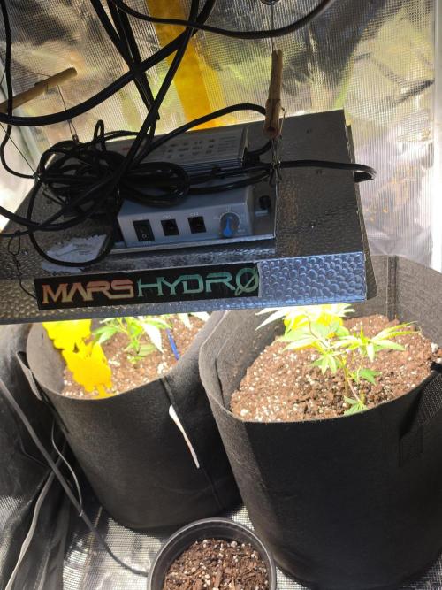 Trial and error with a bit more detail. Week 5