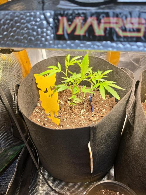 Trial and error with a bit more detail. Week 5