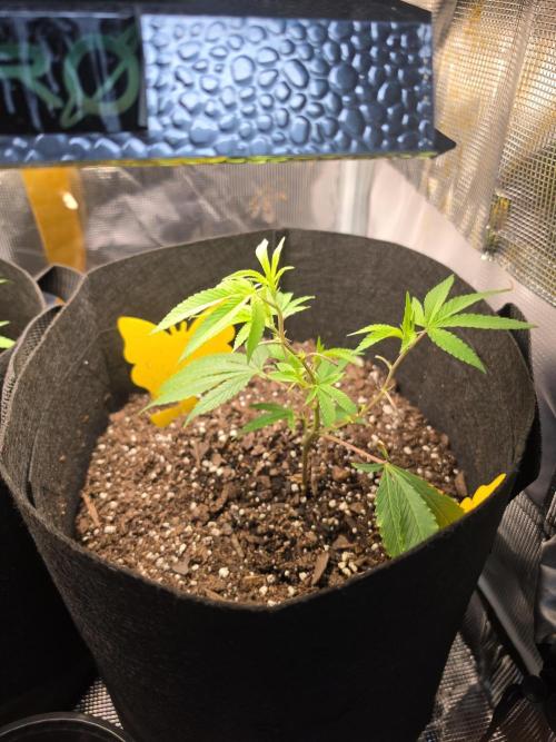 Trial and error with a bit more detail. Week 5