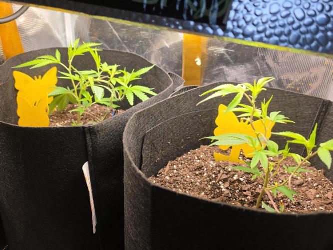 Trial and error with a bit more detail. Week 5