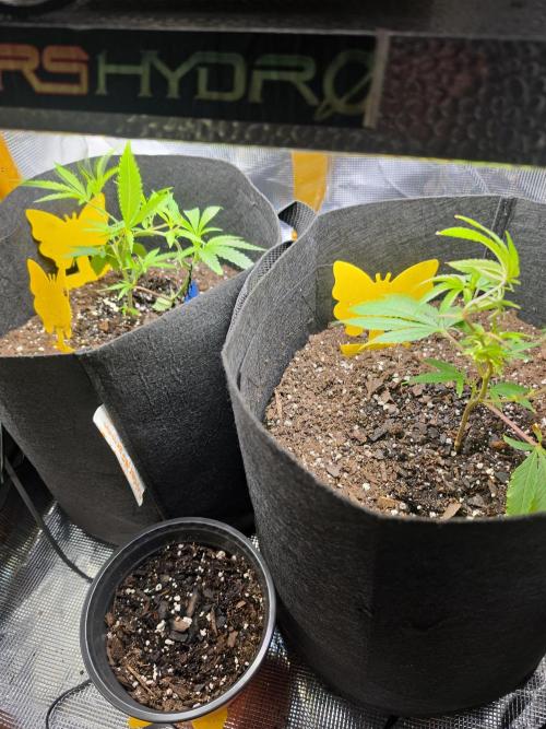 Trial and error with a bit more detail. Week 5